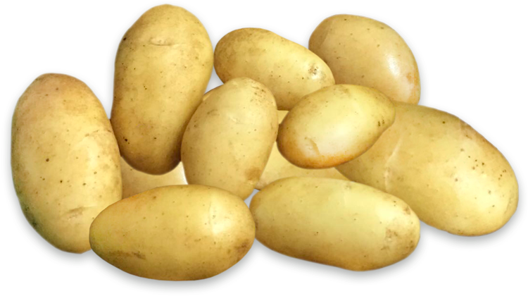 Exceptional Fresh Potatoes: Discover our diverse range of premium potatoes from Egypt, meticulously selected for superior quality, versatility, and optimal freshness. Your reliable source for a global staple.